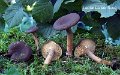 Lactarius serifluus-amf1118